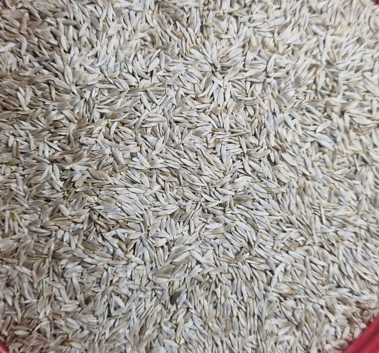 Tukhm Kahu at the House of Herbs shop in Jaipur